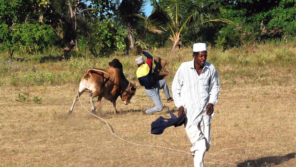 pemba bullfighting