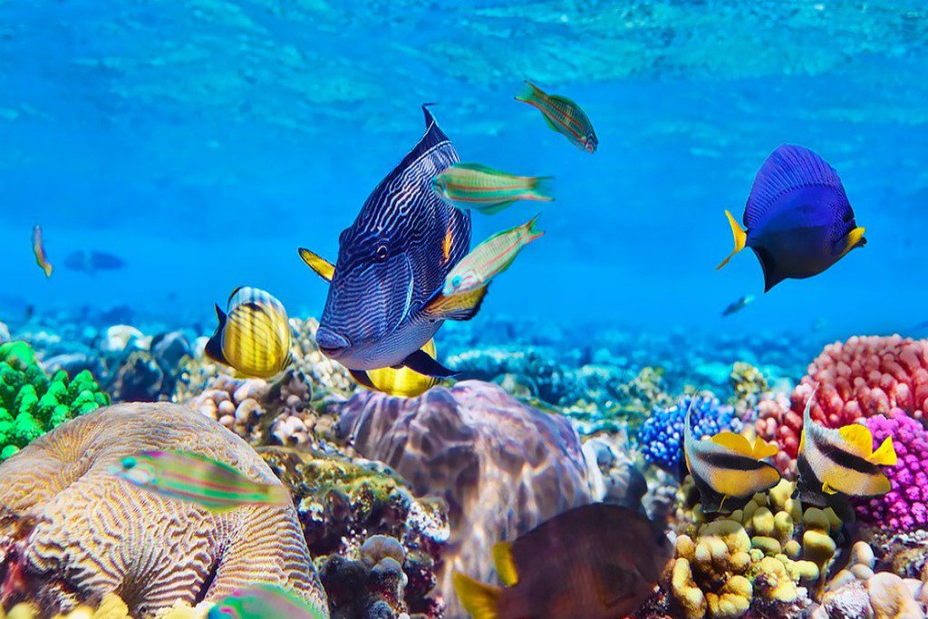 tourists snorkeling