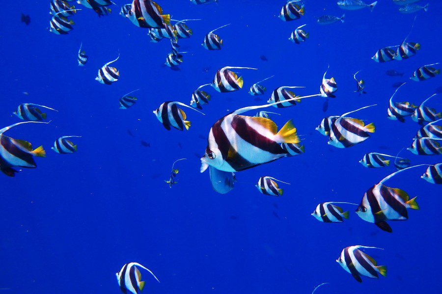 snorkeling garden