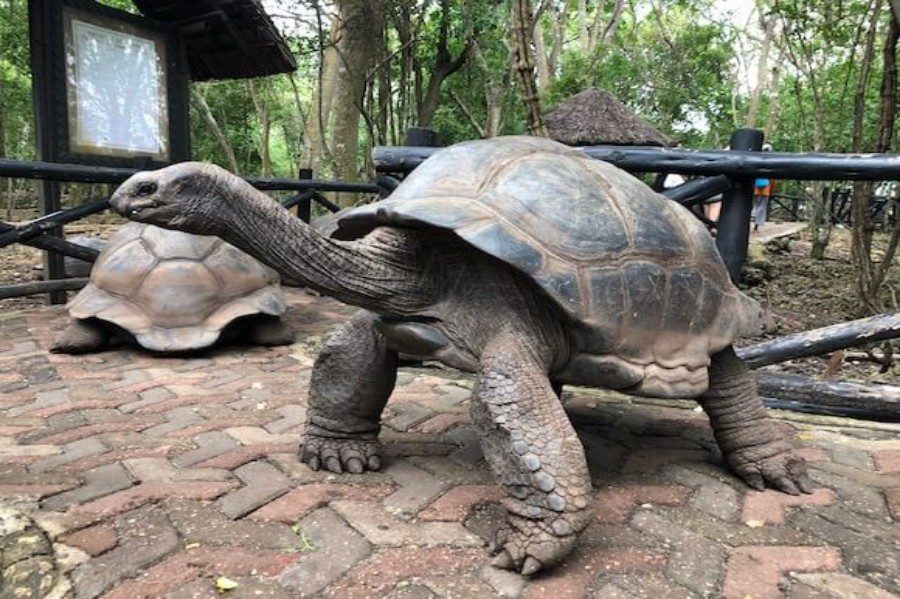 tortoise with tourists