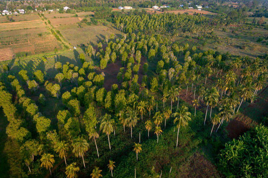 spice farm drone photo