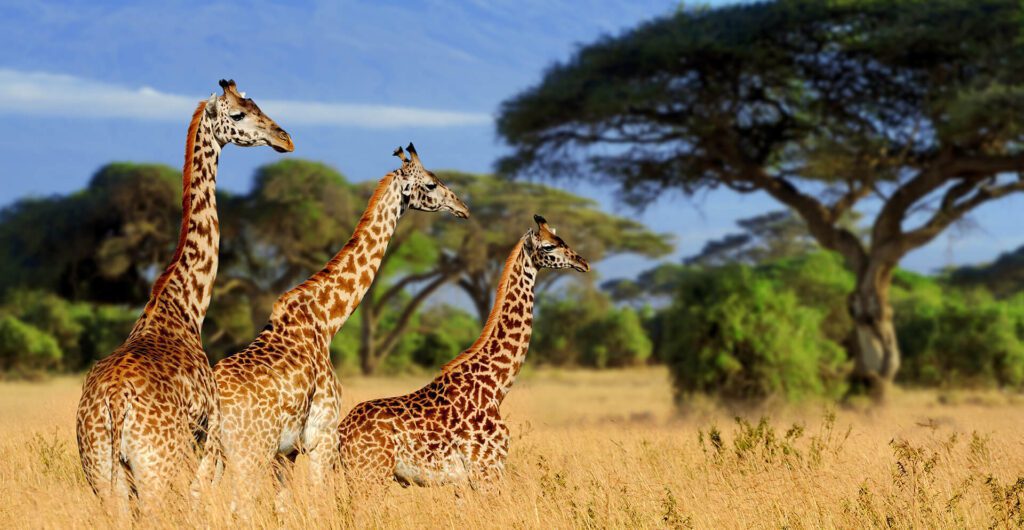 giraffe with tourists