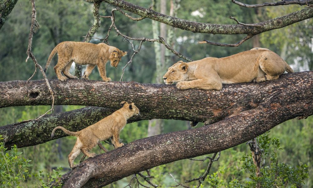 Activities Lake Manyara