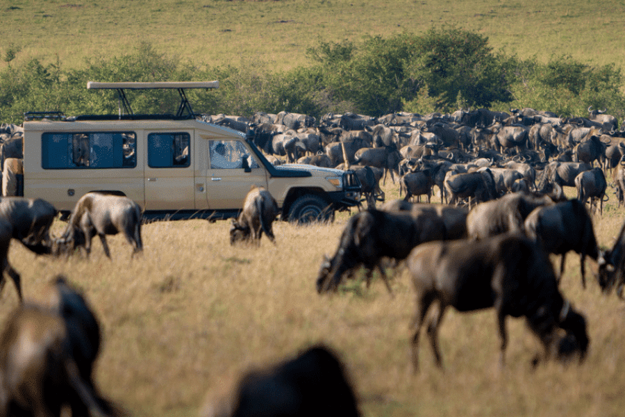 Best time to see the great migration Best time to see the great migration
