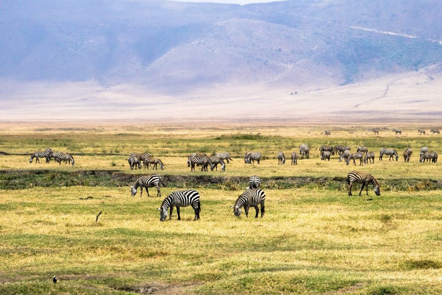 Ngorongoro_Safari_Tanzania Ngorongoro_Safari_Tanzania