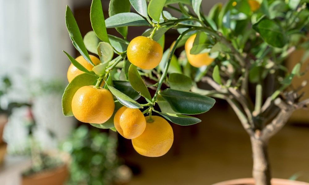 Oranges Oranges