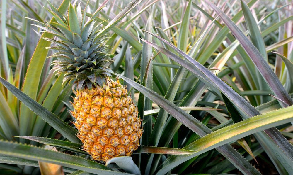Pineapple Pineapple