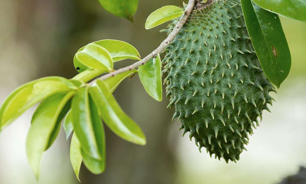 Soursop Soursop