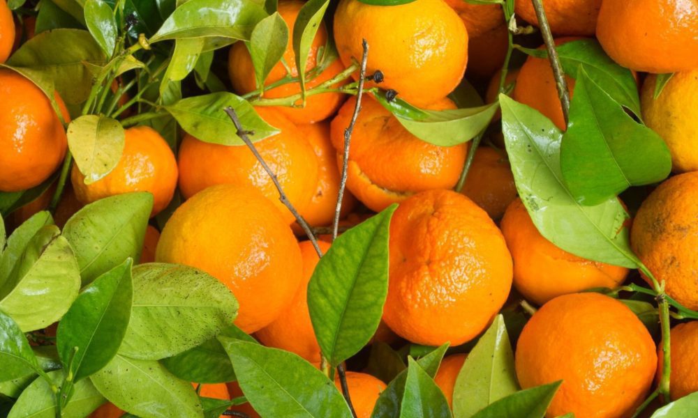 Tangerine Tangerine