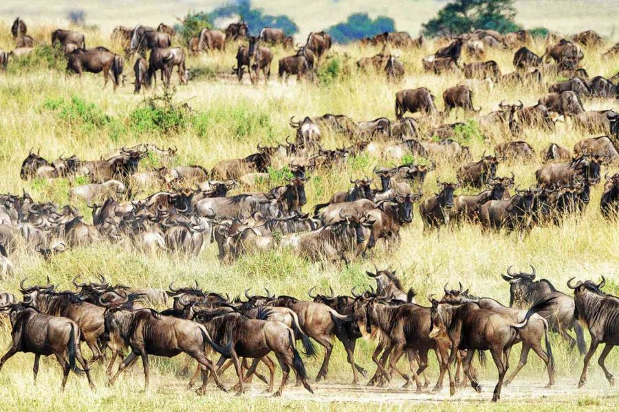 The great migration The great migration