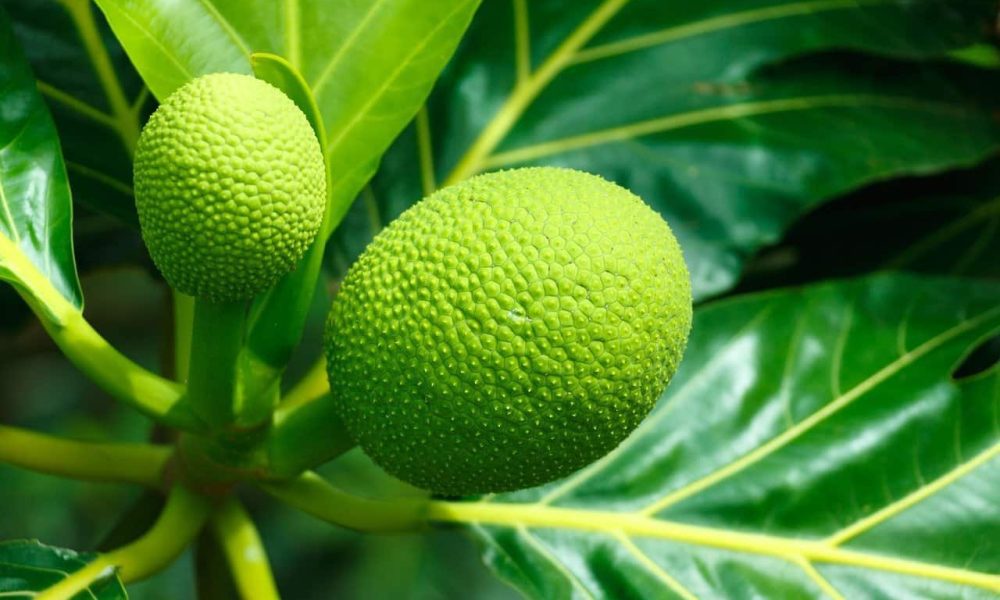 breadfruit breadfruit