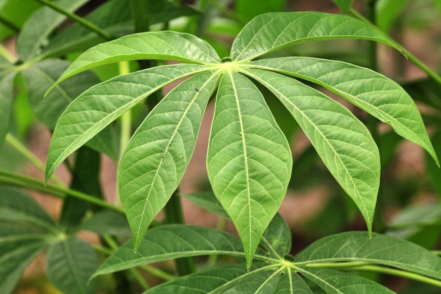 cassava cassava