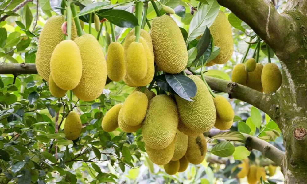 Jackfruit Jackfruit