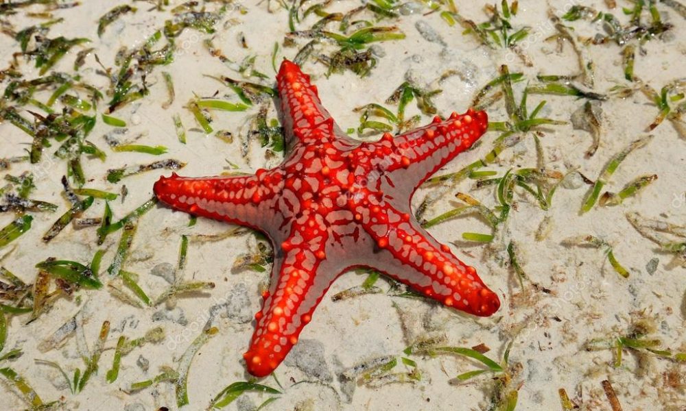 Zanzibar Sea stars Zanzibar Sea stars