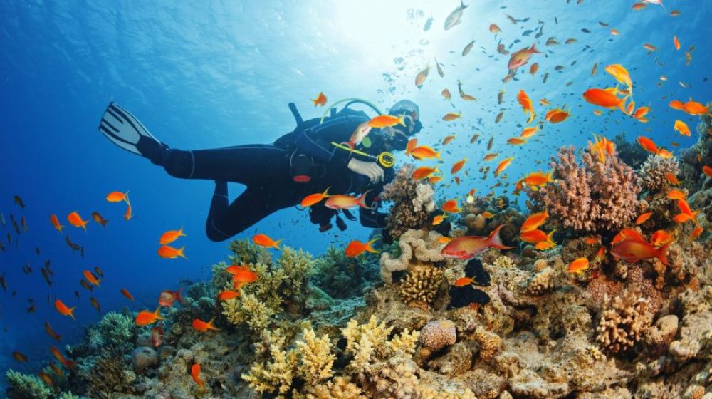 diving in zanzibar