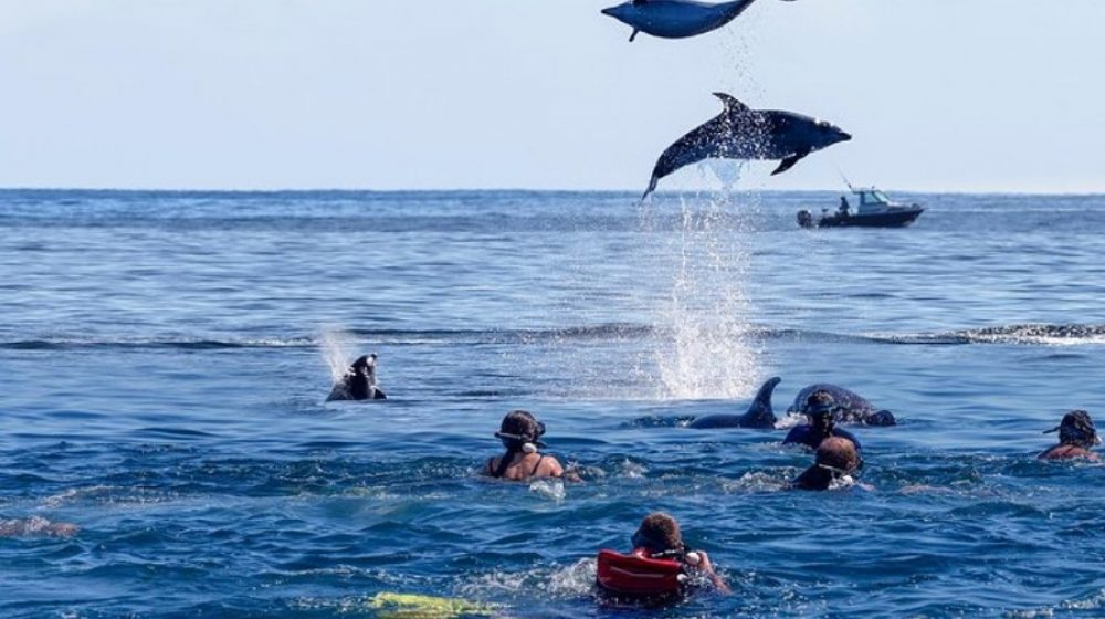 dolphins dolphins