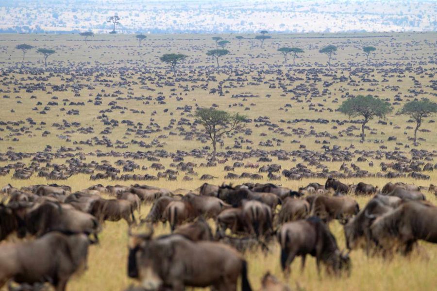how wilderbieest migration happen how wilderbieest migration happen