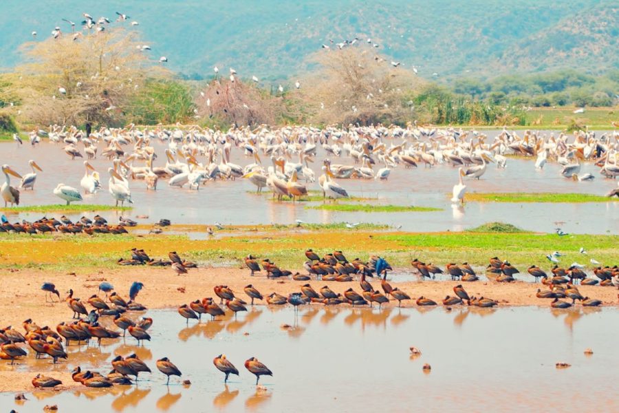 lake-manyara-national-park lake-manyara-national-park