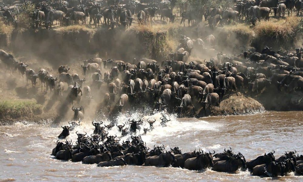 wildlife-spectacle-great-migration-tanzania