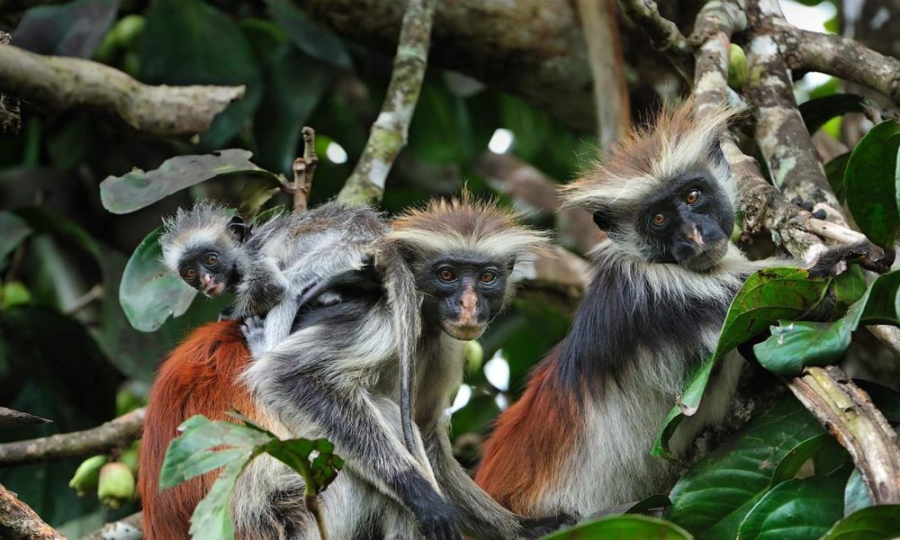 zanzibar red monkey Jozani forest